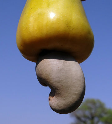 How to grow cashew nuts?