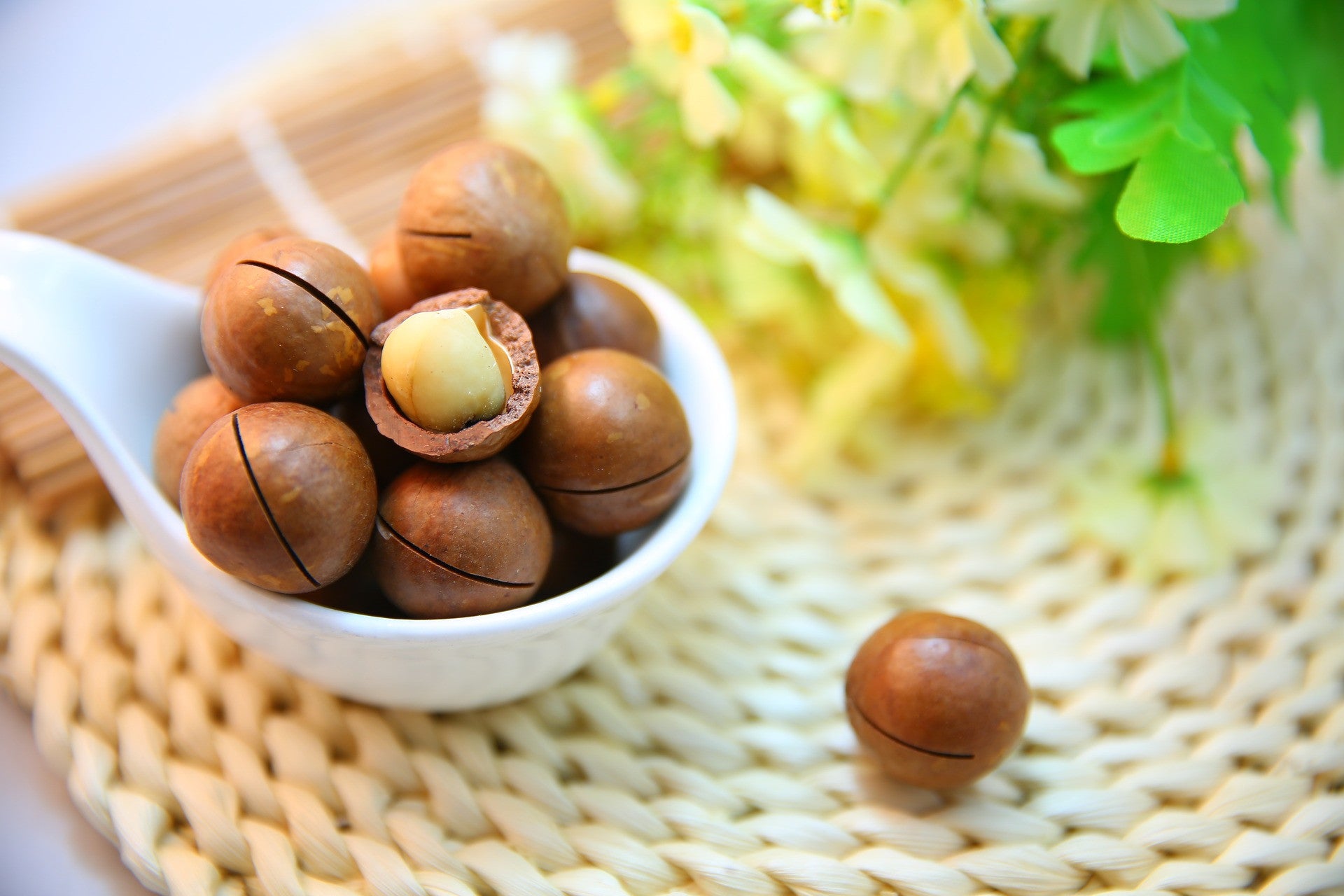 How to grow macadamia nuts?
