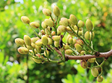 How to grow pistachio?