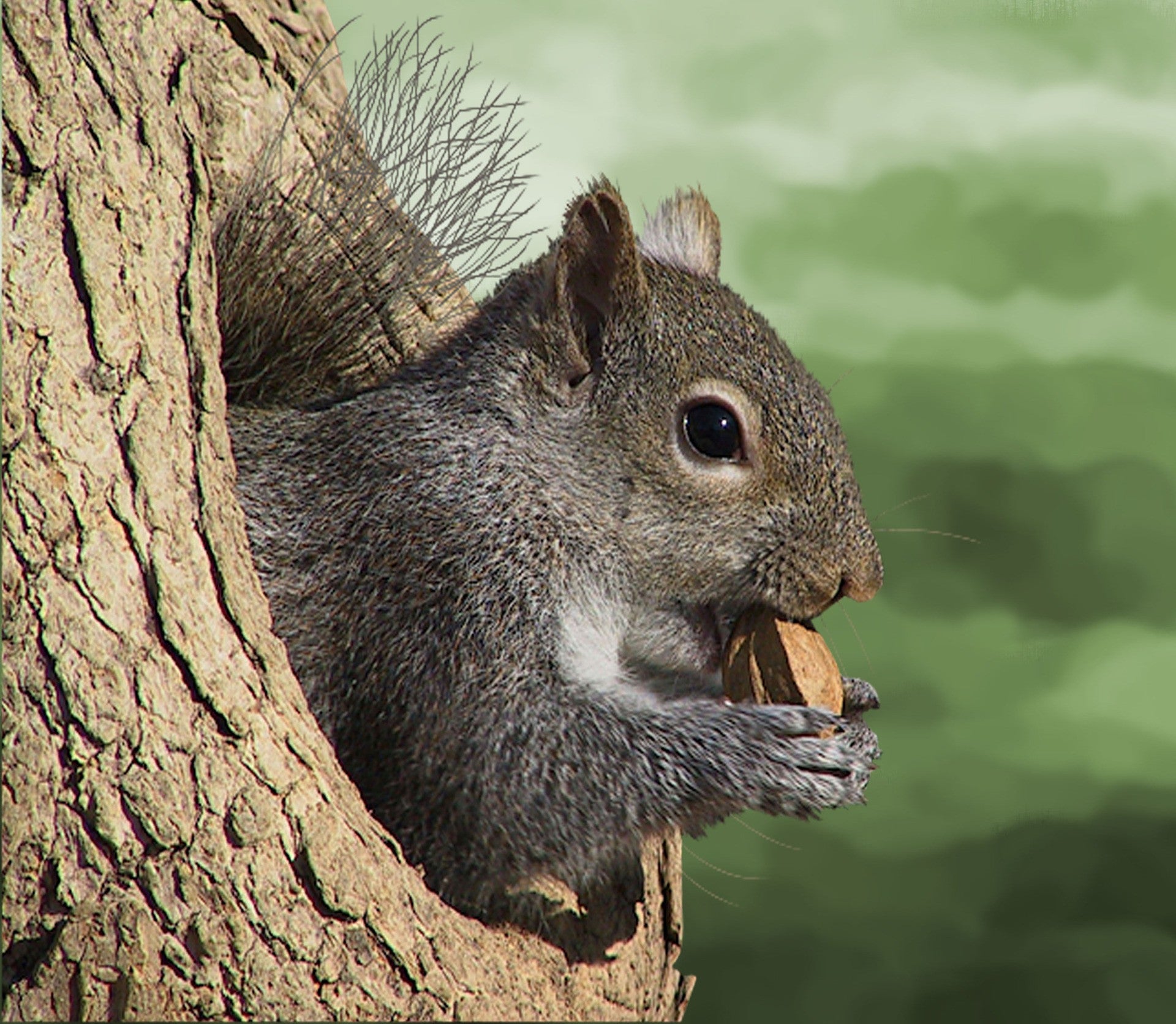 Which animals eat nuts?